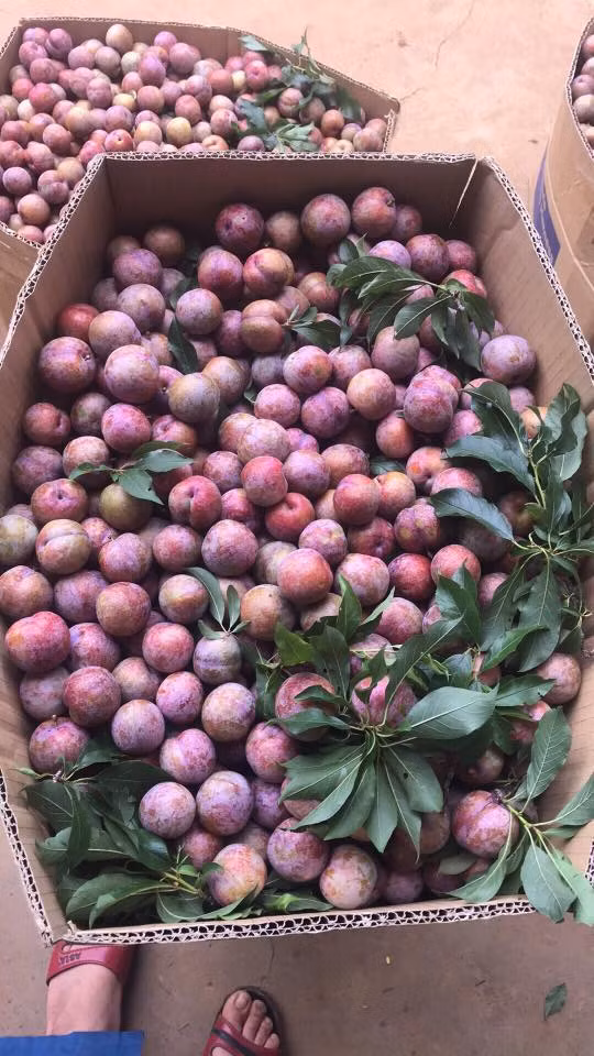 Theo chị Sa, năm nào mận đầu mùa cũng đắt. Tuy nhiên, giá mận hậu sẽ giảm dần sau đó. Thậm chí chính vụ chỉ còn vài chục nghìn/kg. Ảnh: FB Trương Khởi Linh.