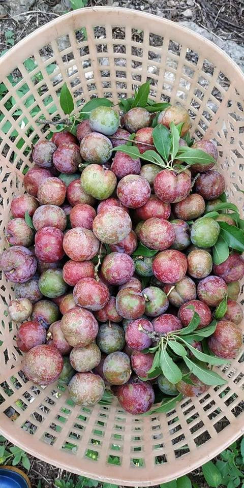 Mặc dù giá mận đầu mùa cao nhưng vẫn được báo "cháy hàng" nếu không mua sớm. Ảnh: Facebook.