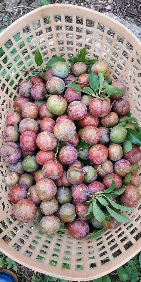 Mặc dù giá mận đầu mùa cao nhưng vẫn được báo "cháy hàng" nếu không mua sớm. Ảnh: Facebook.