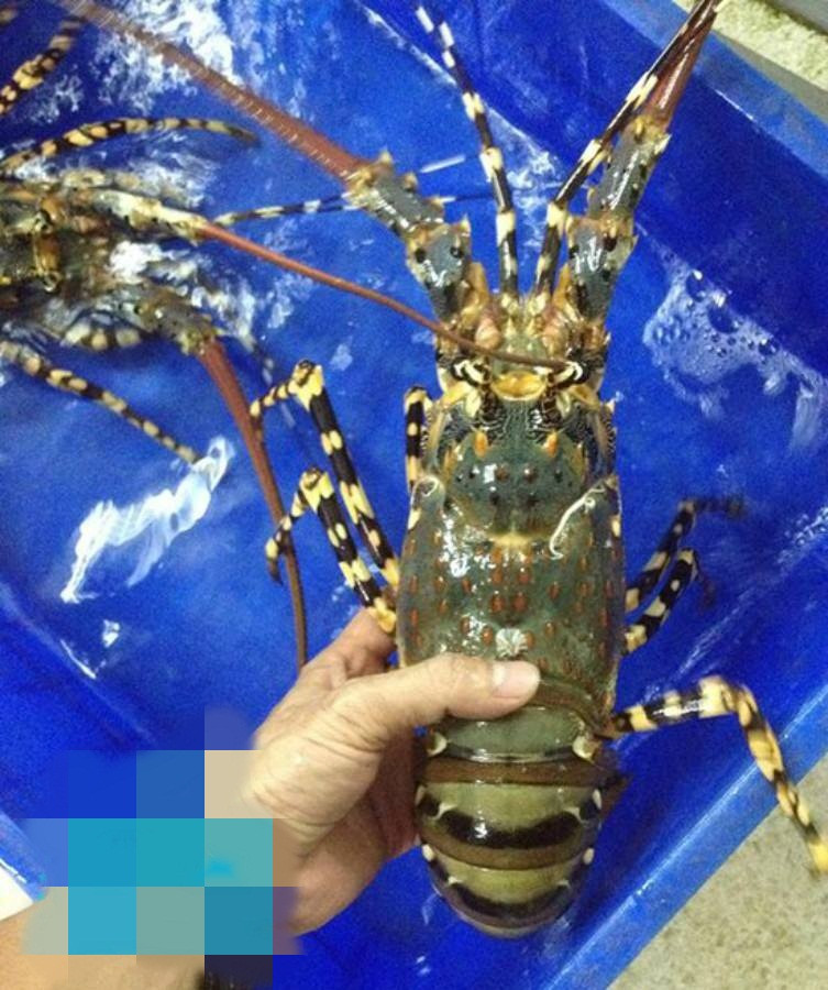 Nghe tin giá tôm hùm Alaska chỉ 170.000 đồng/kg, chị Hằng thấy rất bất ngờ. Chị hỏi các quán quen từng mua nhưng không nơi nào bán mức giá siêu rẻ ấy. Ảnh: Facebook.