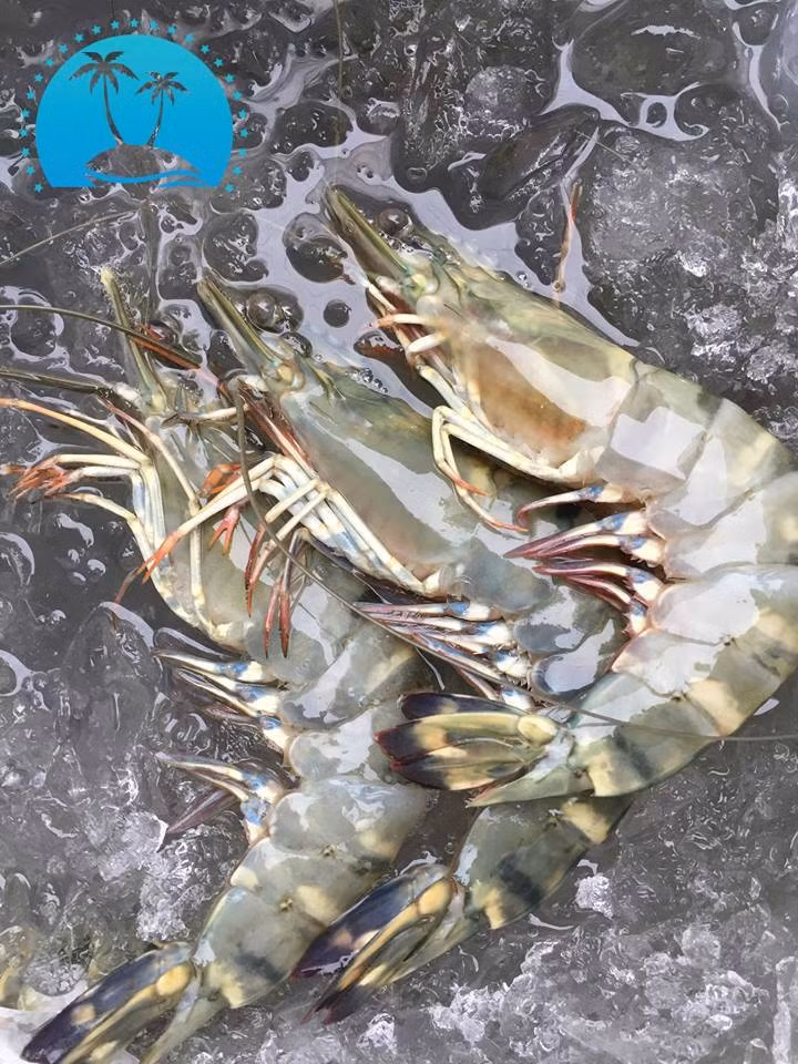 Loại tôm ngộp hoặc đã nấu chín giá bán từ 550.000 - 700.000 đồng/kg. Ảnh: Daohaisan.