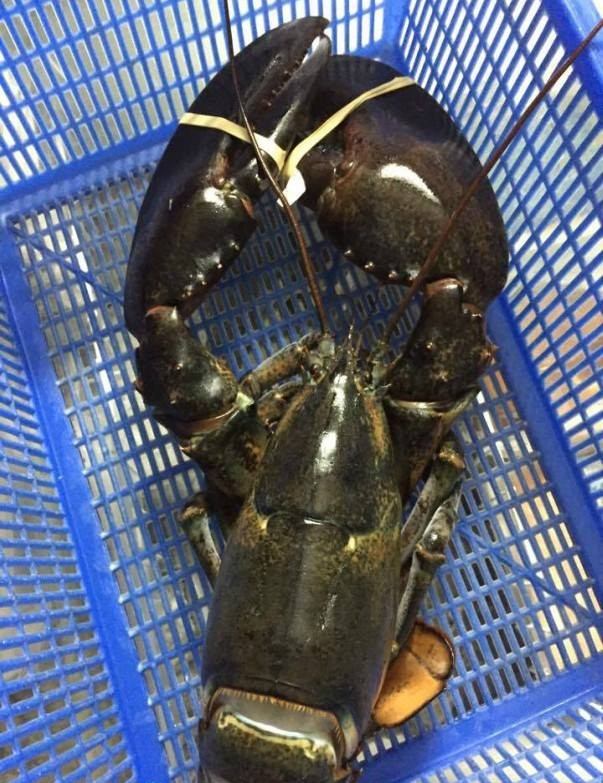 Thực tế, giá tôm hùm Alaska hiện được rao bán với từ 1 – 1,2 triệu đồng/kg các size từ 1 – 5kg/con; size 0,5kg/con – 0,9kg/con có giá từ 900.000 - 950.000 đồng/kg. Ảnh: Daohaisan.