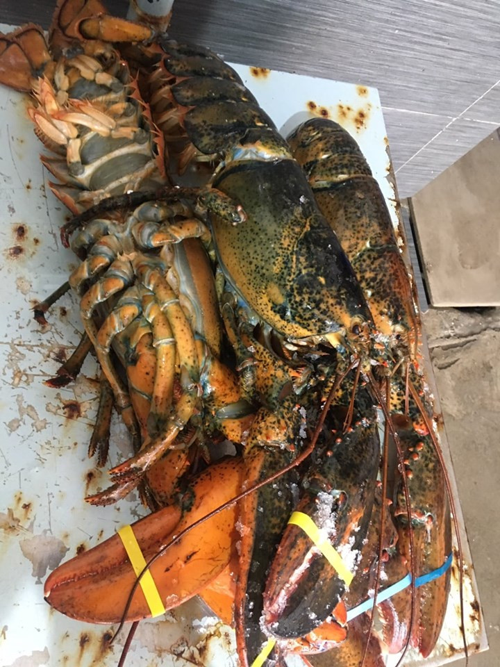 Chị Hằng (Hoàng Mai, Hà Nội) cho biết thường mua tôm hùm Alaska với giá dao động từ 900.000 đồng – 2,5 triệu đồng/kg. Ảnh: Facebook.