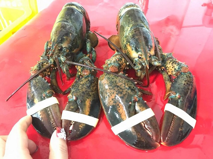 Theo một số đại lý hải sản nhập khẩu, giá nhập 170.000 đồng/kg có thể là tôm hùm đã được luộc chín hoặc tôm ngộp cấp đông nhập thẳng từ Mỹ về Việt Nam. Ảnh: Haisanhoanglong.