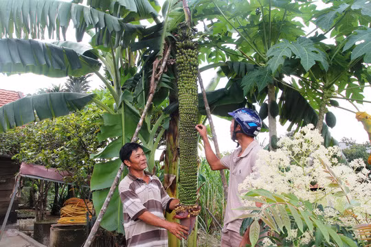 Buồng chuối hơn 100 nải dài gần 2 m, quả nhiều chi chít xếp thành từng lớp. Ảnh: Người lao động.