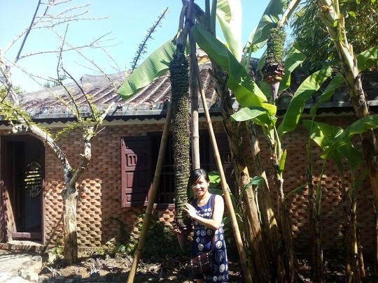 Trong khuôn viên một khu du lịch ở thị xã Điện Bàn (Quảng Nam) có buồng chuối hàng trăm nải trổ hơn nửa năm vẫn còn tiếp tục. Ảnh: Người lao động.