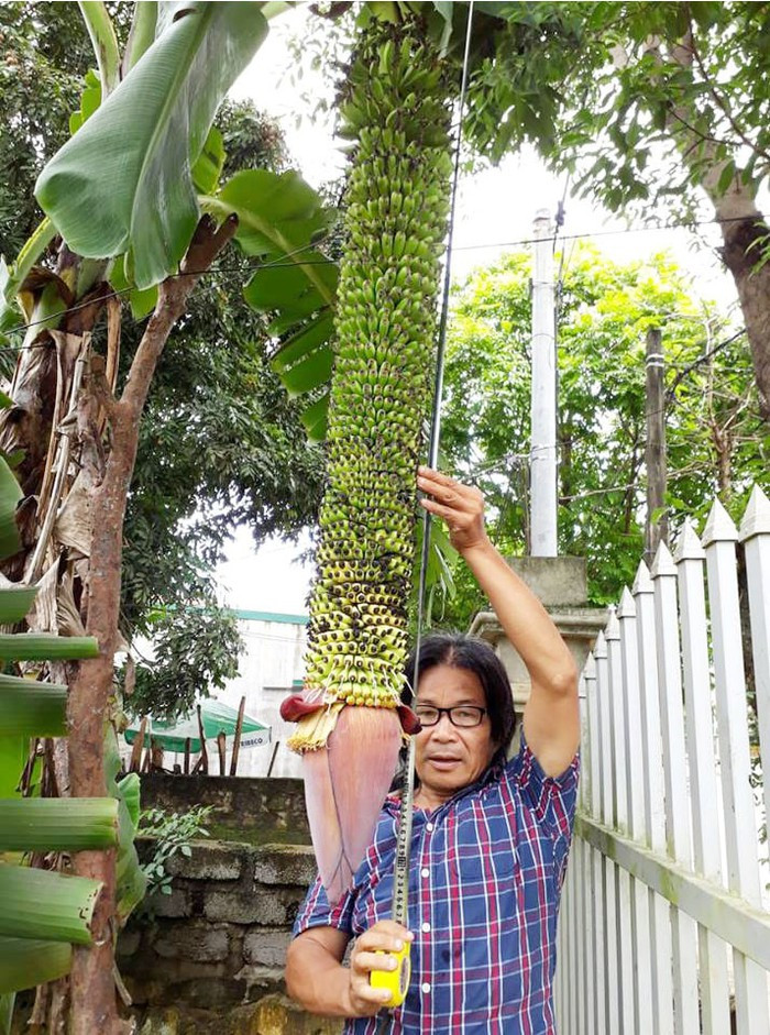 Theo Dân Việt, mặc dù dài tới hơn 1,4m và có tới hơn 100 nải nhưng cây chuối mắn đẻ này chưa có dấu hiệu ngừng “đẻ”. Ảnh: Danviet.