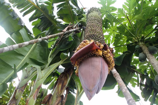 Dù đã trổ hơn trăm nải nhưng bắp chuối vẫn còn to, có thể "đẻ" tiếp nữa. Ảnh: Người lao động.