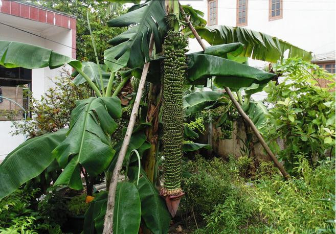 Gia đình bà Nguyễn Thị Minh ở tổ dân phố 4, phường Bắc Lý, TP Đồng Hới (Quảng Bình) từng sở hữu buồng chuối dài hơn 2m với 202. Ảnh: Blogspot.