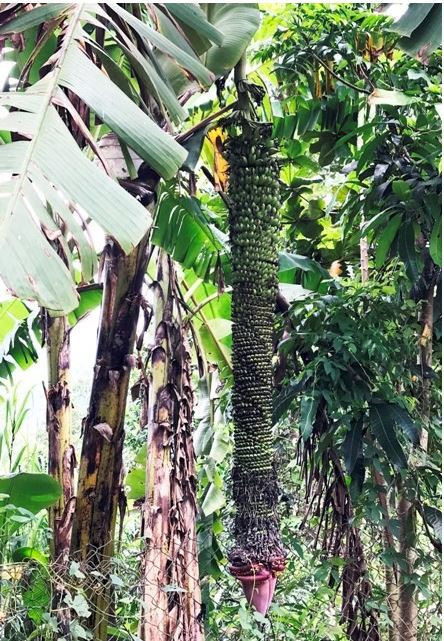 Tại Khánh Hòa, buồng chuối đột biến dài hơn 2m với gần 200 nải khiến ai cũng ngạc nhiên. Ảnh: Tiền phong.