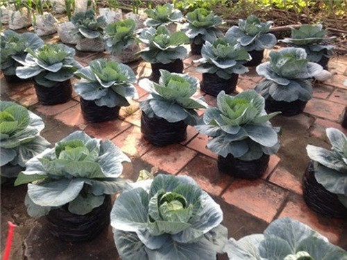 Những chậu bắp cải ngộ nghĩnh cho bắp đúng dịp Tết khiến nhiều chị em thích thú. Ảnh: Vietnamnet.