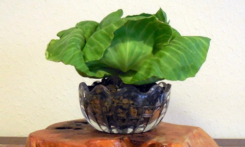 Bắp cải trồng trong chậu thủy tinh xinh xắn như hoa. Ảnh: Wordpress.