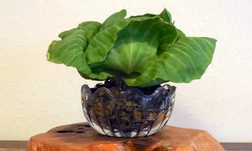 Bắp cải trồng trong chậu thủy tinh xinh xắn như hoa. Ảnh: Wordpress.