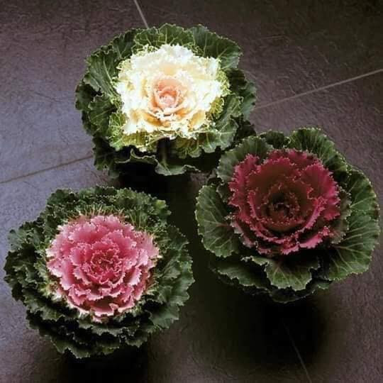 Từ lúc gieo hạt cho tới lúc cây bắp cải cảnh thành phẩm mất khoảng 3 - 4 tháng. Ảnh: Facebook.