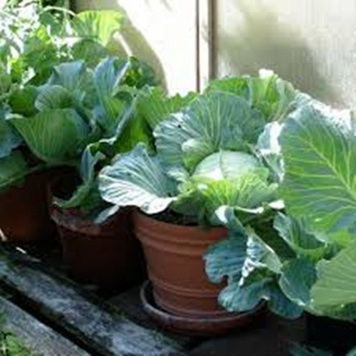 Trời càng rét thì bắp cải cuốn càng chặt. Ảnh: ImgCop.