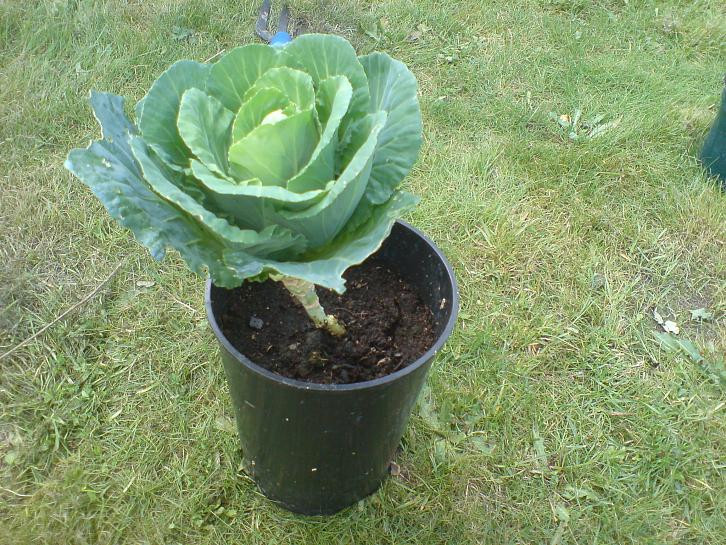 Các chậu bắp cải độc lạ như thế này sẽ có giá bán cao gấp 10 lần bắp cải thông thường. Ảnh: Gardening.