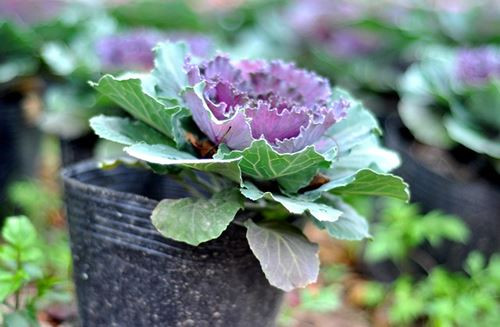 Ngoài ra, bắp cảnh cảnh có nguồn gốc từ Thái Lan cũng có mặt tại Việt Nam. Ảnh: Giaoducvn.