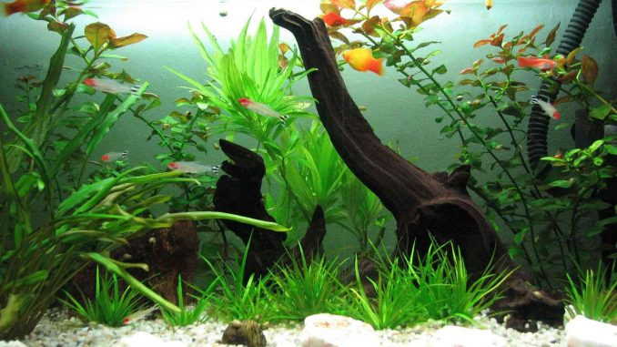 Chi can trong nha co do vat nay, moi thu thay doi toi kho tin