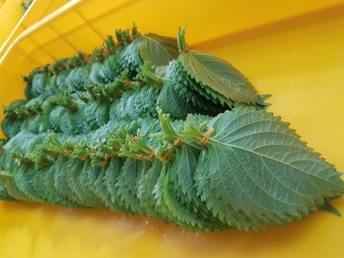 Tuy nhiên, sang Nhật Bản, lá tía tô lại được xem là “xa xỉ” khi giá bán vào nhà hàng tại nước này lên tới 500-700 đồng/lá. Ảnh: Saostar.