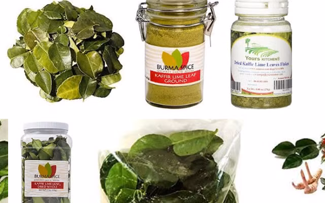 Có lẽ vì nhận thấy lợi nhuận lớn từ loại lá bình thường này, mà từ vài năm trước, lá chanh đã được một số công ty thu gom hàng chục tấn xuất khẩu sang thị trường châu Âu, thu về cả triệu USD. Ảnh: VTV.