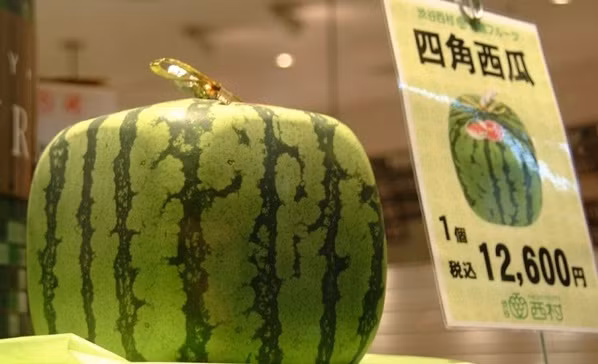 Phần lớn, người mua dưa hấu vuông không phải để thưởng thức mà chủ yếu làm quà biếu, tặng. Nguồn ảnh: Lraber.