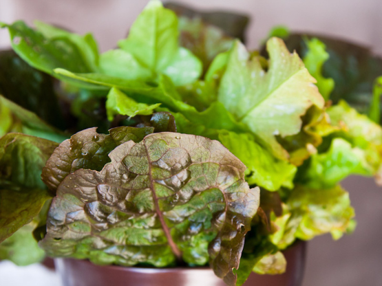 Rau diếp - Hầu hết các loại rau diếp (tươi hay đông lạnh) đều chỉ cung cấp 10-20 calo mỗi khẩu phần. Dù không bổ sung nhiều protein trong thực dơn của bạn, nhưng rau diếp lại có nhiều folate, sắt, vitamin A và C.