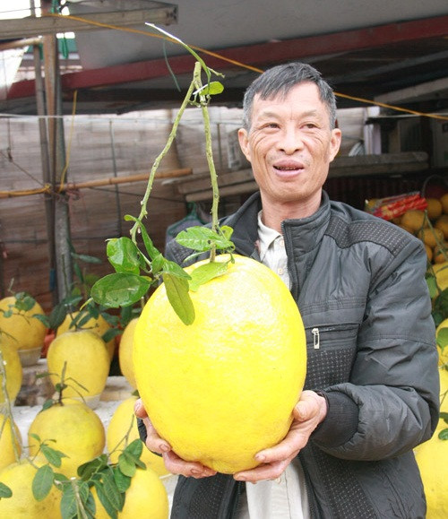 Có kích thước lớn gấp 3-4 lần bưởi bình thường nên số lượng quả bưởi độc lạ trên một cây không nhiều. Ảnh: Dân Việt.