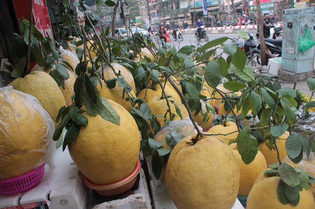 Đây cũng là lý do khiến giá bưởi Kỳ Đà dao động từ 300.000 - 500.000 đồng/quả. Ảnh: Vietnamnet.