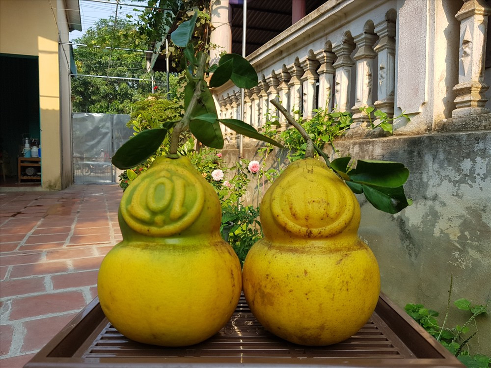 Những trái bưởi được định hình thành hồ lô và in chữ nổi Tài, Lộc đang gây sốt trong dịp Tết Nguyên đán năm nay dù giá lên tới cả triệu đồng. Ảnh: Lao động.