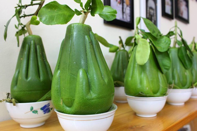 Mỗi quả bưởi hình tay Phật có khối lựơng từ 800 gram đến 1 kg thu hút nhiều khách hàng dù giá bán khoảng 600.000 đồng/trái. Ảnh: Zing.