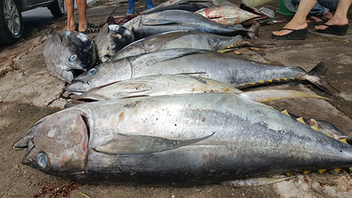 Theo nguồn tin trên báo Kinh tế nông thôn, những ngày đầu năm ngư dân bội thu cá ngừ đại dương, sản lượng đánh bắt đạt cao nhất trong khoảng 3 năm trở lại đây. Ảnh: Kinhtenongthon.