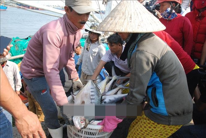 Tại huyện Gio Linh (tỉnh Quảng Trị), ngư dân trúng đậm với gần 140 tấn cá bè chỉ tính riêng từ ngày mồng 4 đến mùng 7 âm lịch. Ảnh: TTXVN.