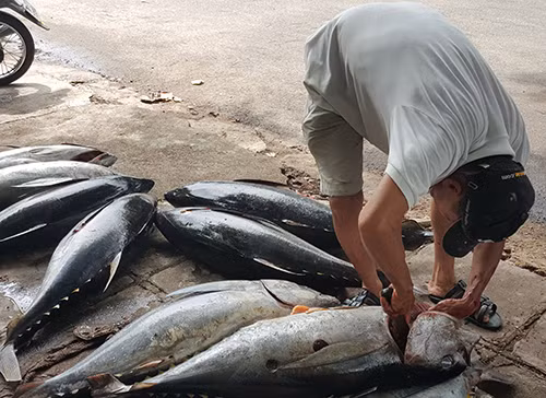 Với giá bán từ 120.000 - 150.000 đồng/kg cá ngừ đại dương, phần lớn các tàu cá đều có lãi từ 70 đến gần 300 triệu đồng. Ảnh: Kinhtenongthon.