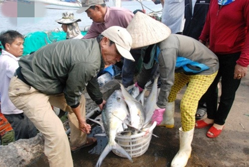 Cá bè tươi rói nặng từ 3 - 4kg được thương lái mua tại tàu với giá 55.000 đồng/kg. Ảnh: VOV.