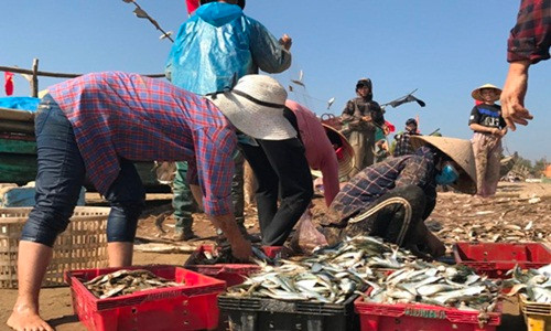 Theo ngư dân ở đây, họ đưa thuyền, bè ra khơi từ 2h sáng. Đến 9h sáng tàu đã về với những chiếc thuyền đầy tôm cá. Ảnh: Dân Việt.