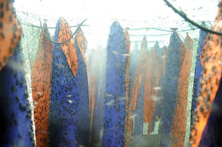 Bo nghe ky su ve nuoi ruoi, kiem hang chuc trieu/thang