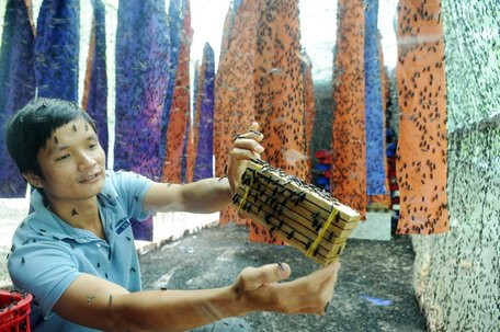 Bo nghe ky su ve nuoi ruoi, kiem hang chuc trieu/thang-Hinh-2