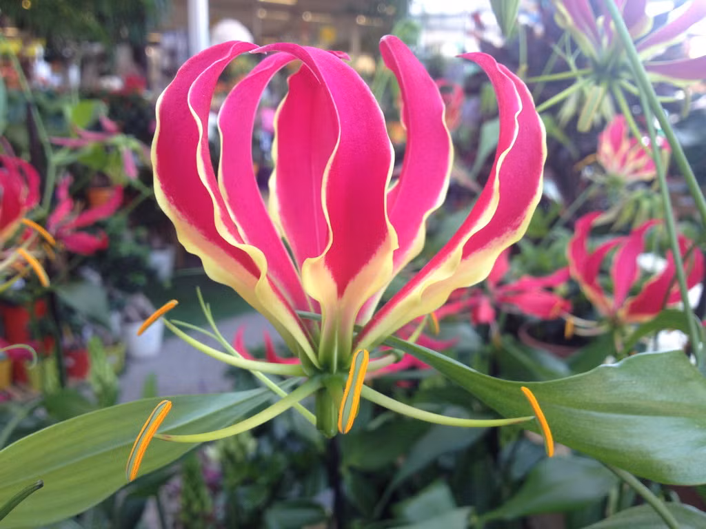 Cánh hoa ly lửa cong duyên dáng và tinh tế. Ảnh: Snaplant.