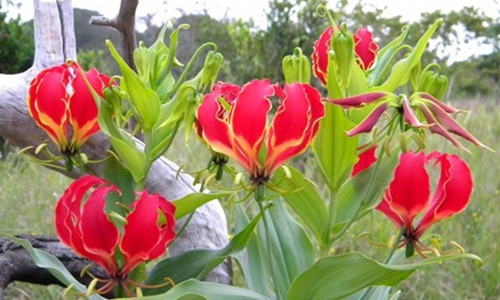 Ở nước ngoài, một gốc ly lửa có giá từ 5-10 USD (khoảng 115.000 - 240.000 đồng). Ảnh: Kumbula Nursery.