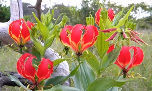 Ở nước ngoài, một gốc ly lửa có giá từ 5-10 USD (khoảng 115.000 - 240.000 đồng). Ảnh: Kumbula Nursery.