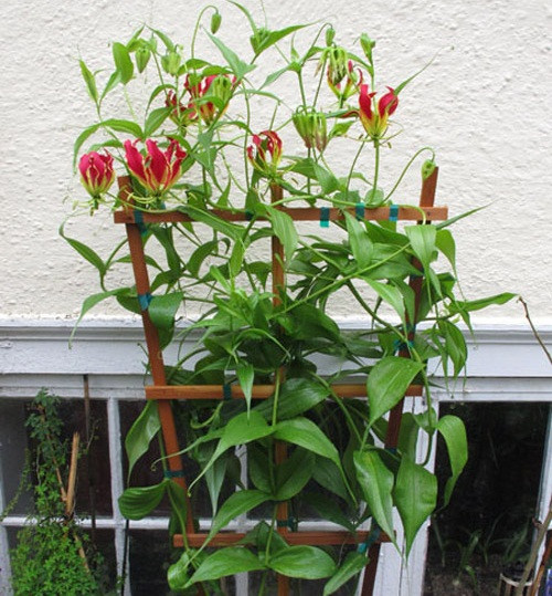 Một ưu điểm của loài ly này là có thể chơi được 7-10 ngày. Ảnh: Hoala.