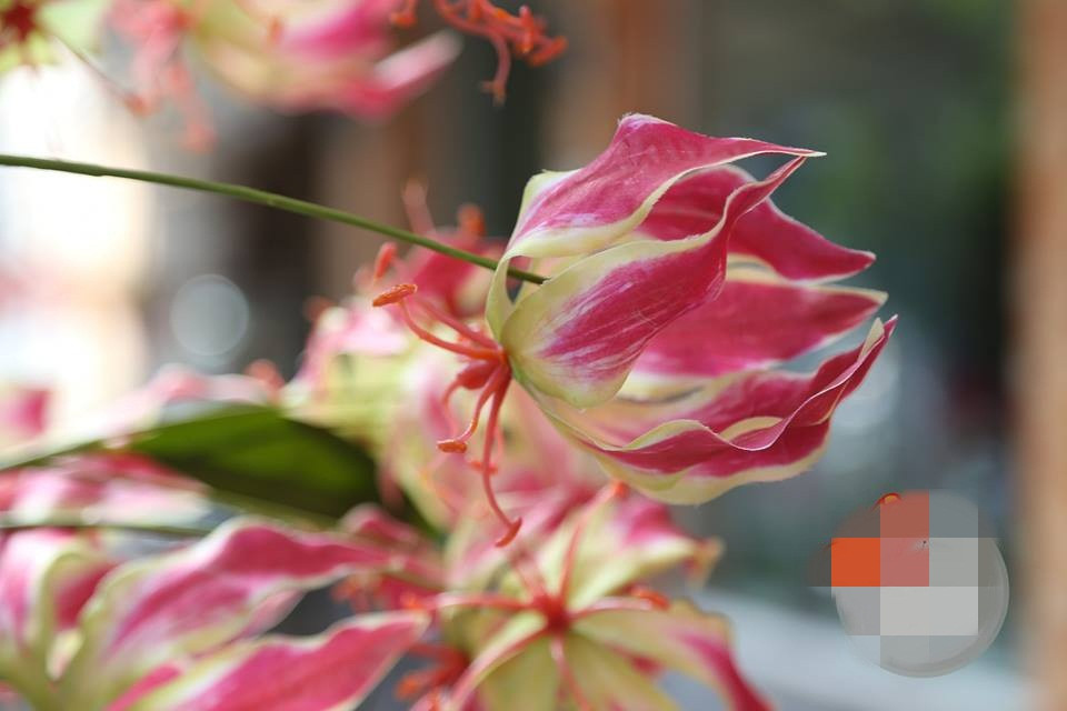 Hoa ly nhập khẩu có cánh mảnh, trông giống như những ngọn lửa đang cháy. Ảnh: AE Mart.