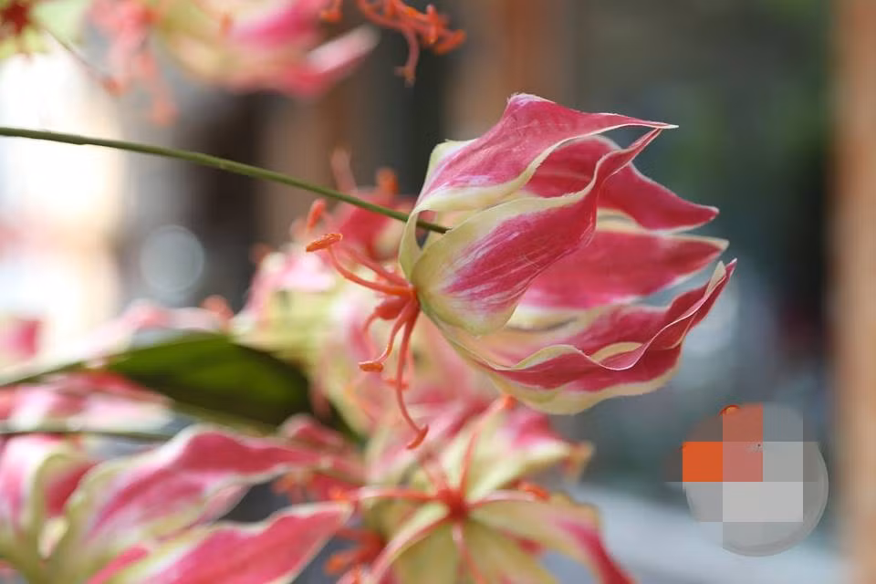 Hoa ly nhập khẩu có cánh mảnh, trông giống như những ngọn lửa đang cháy. Ảnh: AE Mart.