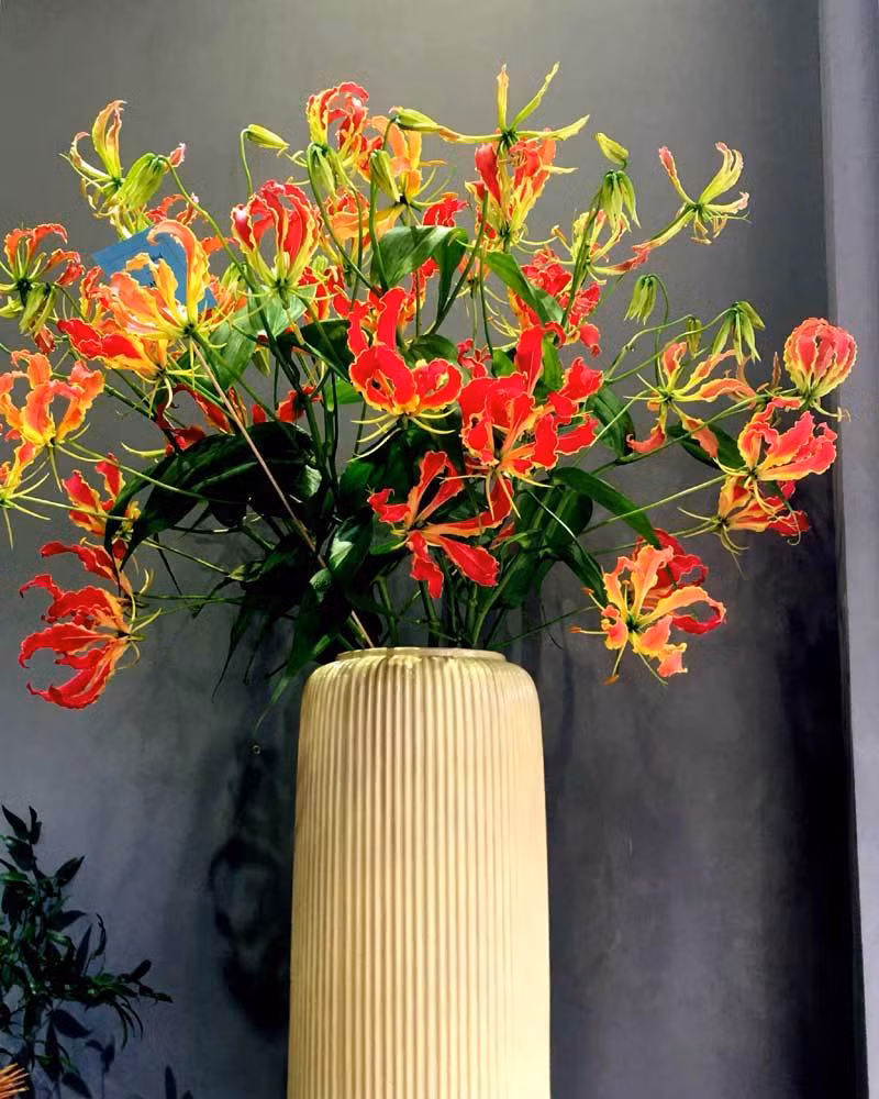 Dịp cuối năm, thị trường hoa Tết trở nên sôi động với sự xuất hiện của các loài hoa nhập khẩu. Trong đó, hoa ly lửa đang được nhiều chị em yêu thích. Ảnh: Vietnamnet.