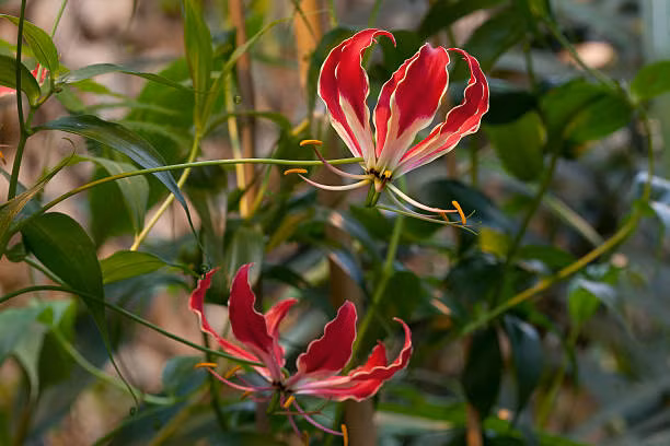 Hoa ly lửa Nhật Bản tuy không có mùi thơm như hoa ly Việt Nam nhưng màu sắc rực rỡ, nhìn rất sang trọng. Ảnh: iStock.