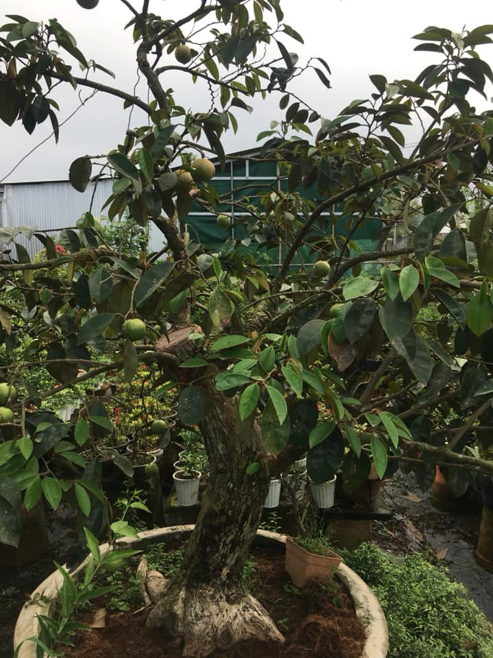 Những người mê cây cảnh sẵn sàng chi mạnh tay để có được những cây vú sữa lạ mắt chưng trong nhà dịp Tết. Ảnh: FB Thơ Nguyễn.