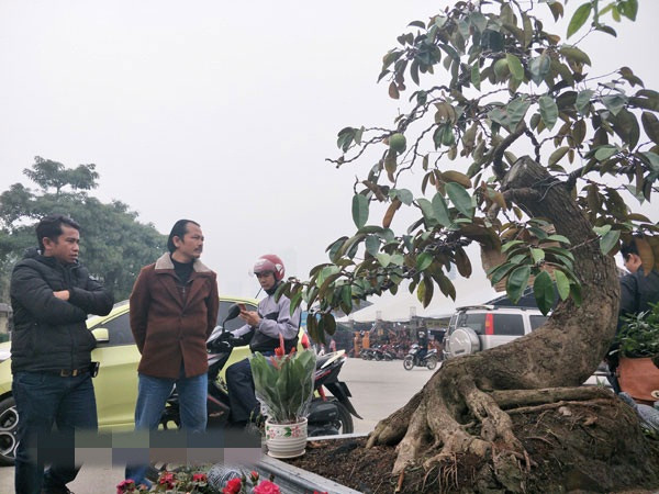 Vú sữa kiểng dáng long độc đáo của một nhà vườn ở Đồng Nai. Ảnh: Dân Việt.