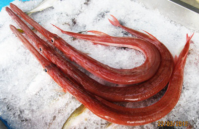 Cá chìa vôi là đặc sản quý của vùng biển miền Trung được giới sành ăn săn lùng với mức giá từ 1-1,3 triệu đồng/kg.Ảnh: Vietnamnet.