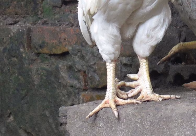 Vào dịp Tết, giá gà có thể dao động từ 600.000 - 1 triệu đồng. Đáng chú ý, gà trống trưởng thành đủ 9 – 10 cựa có giá bán lên tới hàng chục triệu thậm chí cả trăm triệu đồng. Ảnh: Hatthocvang.