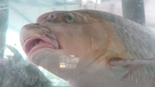 Cũng chính bởi giá vô cùng đắt đỏ mà người mua cá Anh Vũ chủ yếu là các đại gia và nhà hàng sang trọng. Ảnh: Internet.